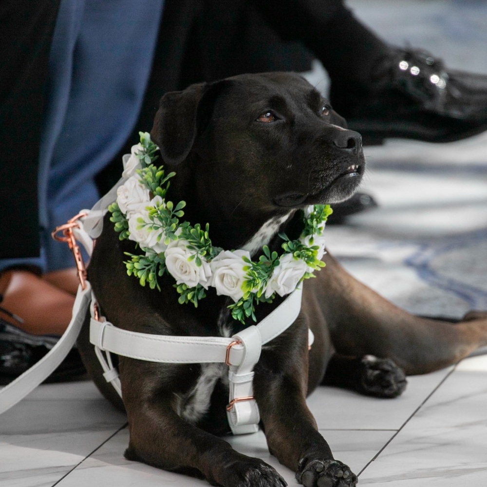 Dog Wedding Accessories